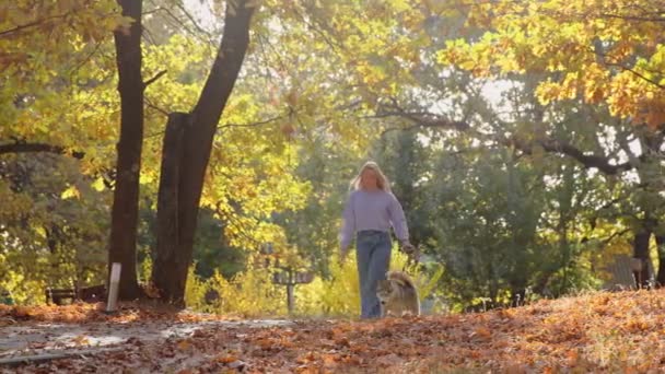 Kobieta spacery z husky pies w pięknym lesie jesień park. — Wideo stockowe