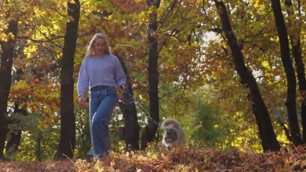 Mujer paseando con perro husky en el hermoso bosque de otoño parque. — Vídeo de stock