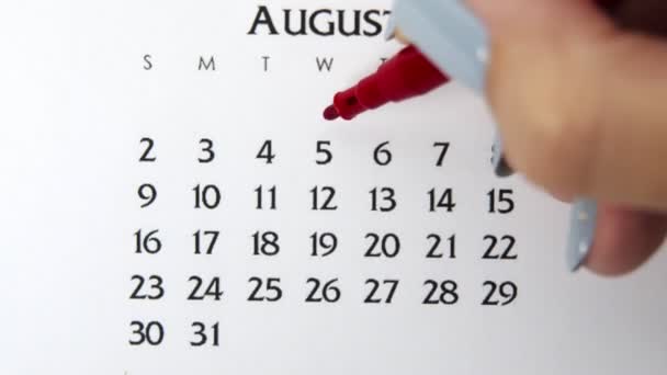 赤いマーカーでカレンダー日付の女性の手の円の日。ビジネスの基本壁カレンダープランナーと主催者。8月5日 — ストック動画