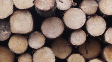 Bazıları yazın ormanda ağaç kesiyor. Kesildikten sonra ormandaki ağaç kütükleri