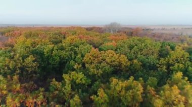 Drone sonbahar ormanında uçuyor. Renkli ormanın canlı doğal arka planı. Kırmızı ve sarı ağaçlı orman, yukarıdan görünüyor. Orman arka planındaki sonbahar ağaçlarının havadan görünüşü.