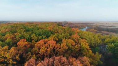 Drone sonbahar ormanında uçuyor. Renkli ormanın canlı doğal arka planı. Kırmızı ve sarı ağaçlı orman, yukarıdan görünüyor. Orman arka planındaki sonbahar ağaçlarının havadan görünüşü.