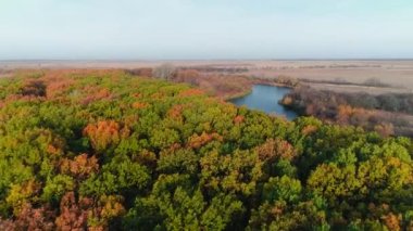 Drone sonbahar ormanında uçuyor. Renkli ormanın canlı doğal arka planı. Kırmızı ve sarı ağaçlı orman, yukarıdan görünüyor. Orman arka planındaki sonbahar ağaçlarının havadan görünüşü.