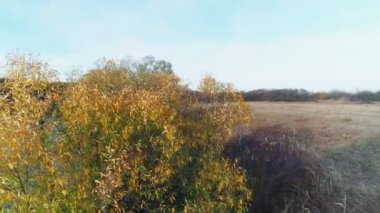 Drone sonbahar ormanında uçuyor. Renkli ormanın canlı doğal arka planı. Kırmızı ve sarı ağaçlı orman, yukarıdan görünüyor. Orman arka planındaki sonbahar ağaçlarının havadan görünüşü.