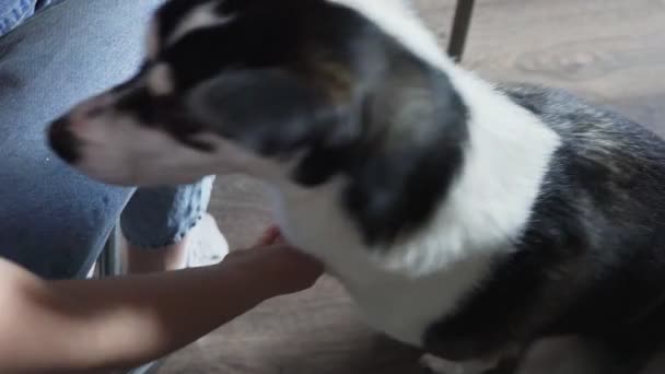 Pretty black and white dog playing with little girl — Stock Video