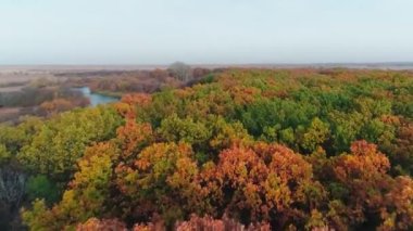 Drone sonbahar ormanında uçuyor. Renkli ormanın canlı doğal arka planı. Kırmızı ve sarı ağaçlı orman, yukarıdan görünüyor. Orman arka planındaki sonbahar ağaçlarının havadan görünüşü.