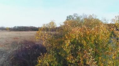 Drone sonbahar ormanında uçuyor. Renkli ormanın canlı doğal arka planı. Kırmızı ve sarı ağaçlı orman, yukarıdan görünüyor. Orman arka planındaki sonbahar ağaçlarının havadan görünüşü.