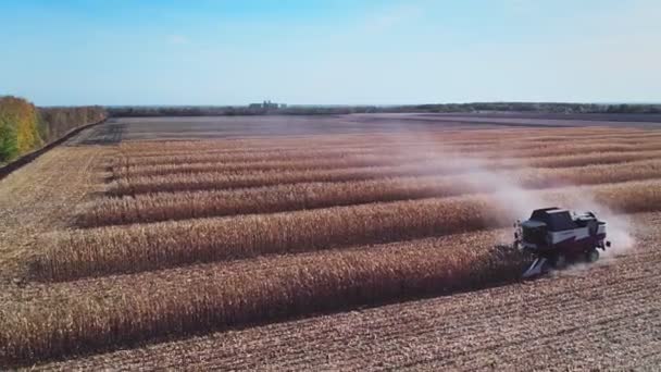 Colheitadeira moderna coleta trigo maduro deixando para trás uma nuvem de poeira em um campo de trigo. — Vídeo de Stock