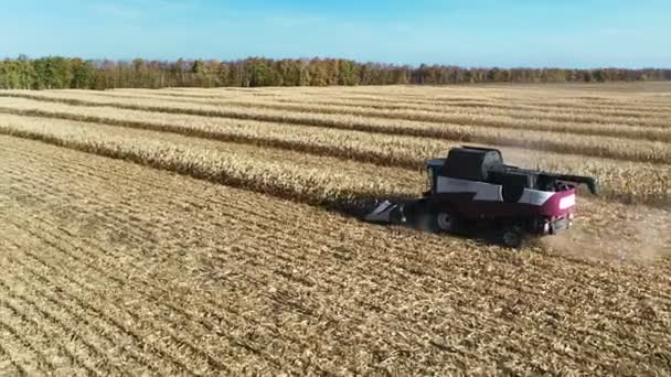 Mecanismo segadora cosechadora corta espiguillas de trigo. Trabajos de cosecha agrícola. la cosechadora se mueve en el campo y corta el trigo maduro. cosechadora grande cosecha grano en la puesta del sol. las empresas agrícolas — Vídeo de stock