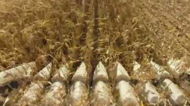 Modern biçerdöveri kapatıyoruz olgunlaşmış buğday topluyor ve geride buğday tarlasında toz bulutu bırakıyor..