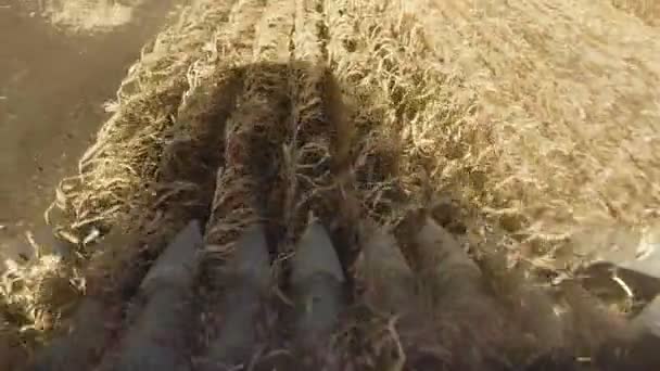 Close-up van de moderne maaidorser verzamelt rijpe tarwe en laat een stofwolk achter in een tarweveld. — Stockvideo