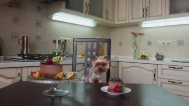 Küçük köpek sandalyeye oturur ve lezzetli pastayla masaya bakar.