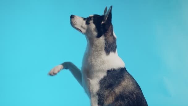 Jovem husky pede um deleite no estúdio em fundos azuis — Vídeo de Stock