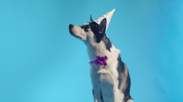 Giovane husky con cappello di compleanno e fiocco in studio su sfondi blu — Video Stock
