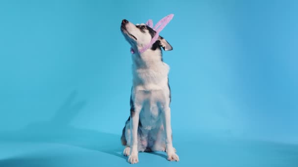 푸른 배경의 스튜디오에서 웃긴 핑크 토끼 귀를 가진 젊은 허스키 — 비디오