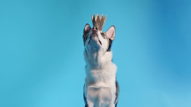 Jovem husky com coroa de ouro engraçado no estúdio em fundos azuis — Vídeo de Stock