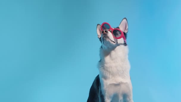Joven husky posando con divertidas gafas de sol rojas en el estudio sobre fondos azules — Vídeos de Stock