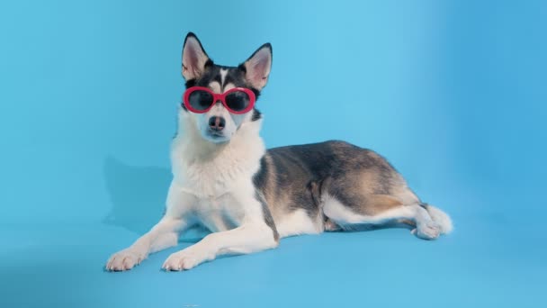 Giovane husky posa con occhiali da sole rossi in studio su sfondo blu — Video Stock
