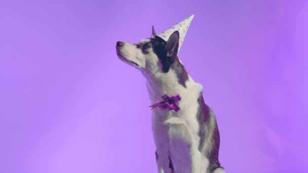 若いですハスキーとともに誕生日帽子と弓でスタジオ上の紫の背景 — ストック動画
