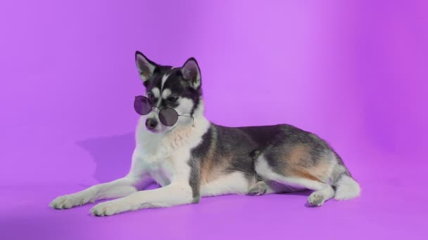 Junger Husky posiert mit Sonnenbrille im Studio vor lila Hintergrund — Stockvideo