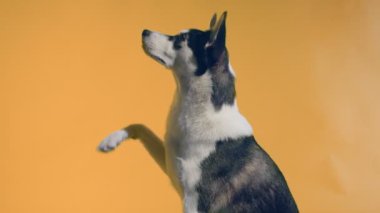 Genç Husky stüdyoda turuncu arka planda bir ikramda bulunmak istiyor.