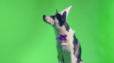 Yeşil ekran krom anahtar arka planda doğum günü şapkası ve fiyonklu genç kurt.