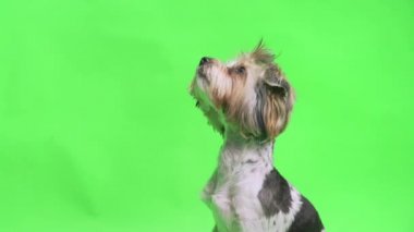 Yeşil ekran arka planında bir Yorkshire Terrier köpeği ödül ister ve başını döndürür