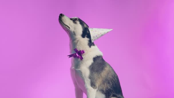 Jonge husky met verjaardagshoed en strik in studio op roze achtergronden — Stockvideo