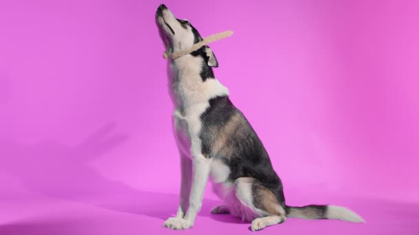 Νεαρό husky με αστεία ροζ αυτιά κουνελιών κοιτάζει επάνω στο στούντιο σε ροζ φόντο — Αρχείο Βίντεο