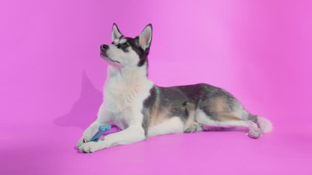 Giovane husky posa con il suo giocattolo osso verde in studio su sfondi rosa — Video Stock