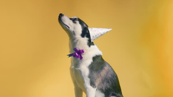 Joven husky con sombrero de cumpleaños y arco en el estudio en fondos naranjas — Vídeos de Stock