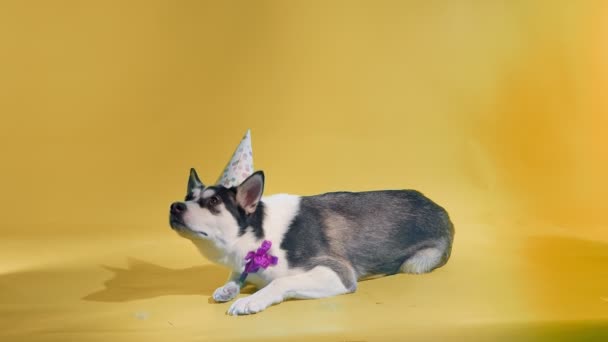 Young husky with birthday hat and bow lays down in studio on orange backgrounds — Stock Video