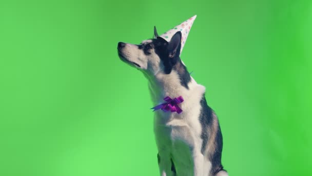 Jonge husky met verjaardagshoed en strik in studio op groen scherm chroma belangrijkste achtergronden — Stockvideo