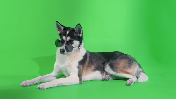 Jong husky poseren met een zonnebril in de studio op groen scherm chroma belangrijkste achtergronden — Stockvideo