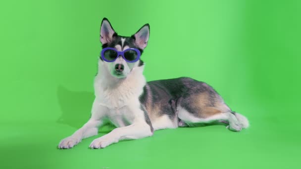 Giovane husky posa con occhiali da sole in studio su sfondi chiave croma schermo verde — Video Stock