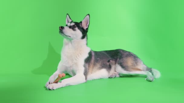 Jong husky legt met zijn oranje bot speelgoed in studio op groen scherm chroma key achtergronden — Stockvideo