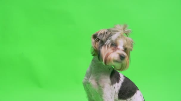 Een Yorkshire Terrier hond poseren op groen scherm achtergrond — Stockvideo