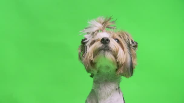 Πορτρέτο του μικρού Yorkshire Terrier σκυλί ποζάρουν στην κάμερα σε πράσινο φόντο οθόνη — Αρχείο Βίντεο