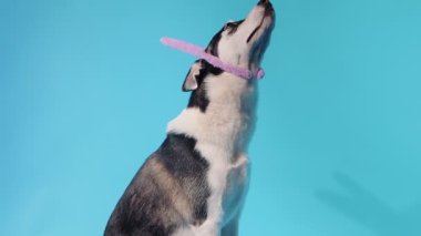 Komik pembe tavşan kulaklı iri yapılı genç adam mavi arka planda stüdyoya bakıyor.