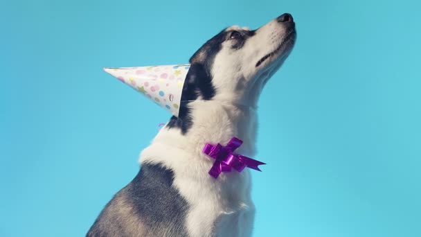 Mladý husky s narozeninovým kloboukem a lukem v ateliéru na modrém pozadí — Stock video