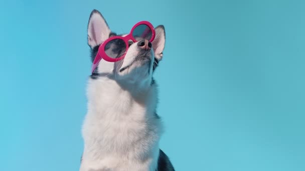 Mladý husky pózování s legrační červené sluneční brýle ve studiu na modrém pozadí — Stock video