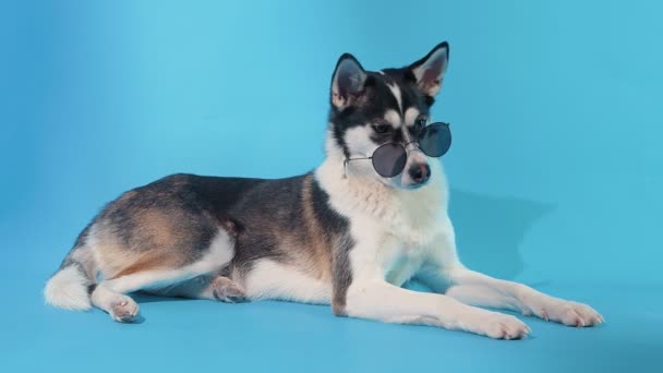 Junger Husky posiert mit Sonnenbrille im Studio vor blauem Hintergrund — Stockvideo