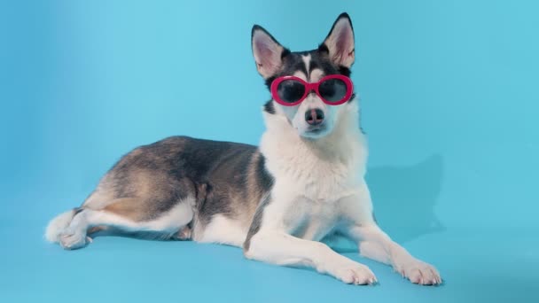 Giovane husky posa con occhiali da sole rossi in studio su sfondo blu — Video Stock