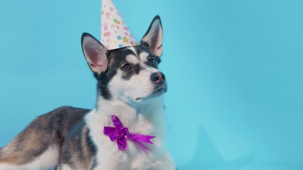 Primer plano de husky con sombrero de cumpleaños y arco en el estudio sobre fondos azules — Vídeos de Stock