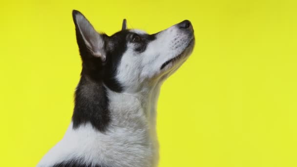Jovem bela husky olha para cima e pede um deleite em estúdio em fundos amarelos — Vídeo de Stock