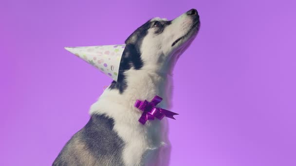 Young husky with birthday hat and bow in studio on purple backgrounds — Stock Video