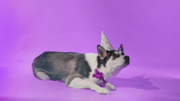 Mladý husky s narozeninovým kloboukem a lukem leží ve studiu na fialovém pozadí — Stock video