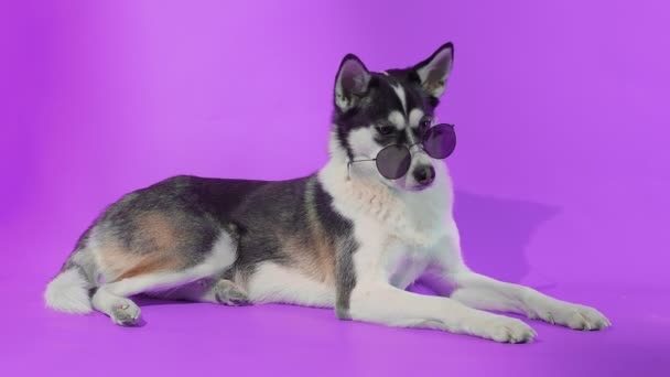 Jovem husky posando com óculos de sol em estúdio em fundos roxos — Vídeo de Stock