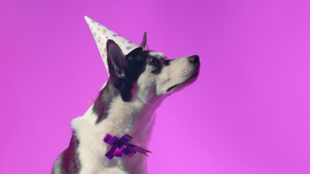 Joven husky con sombrero de cumpleaños y arco en el estudio en fondos de color rosa — Vídeos de Stock