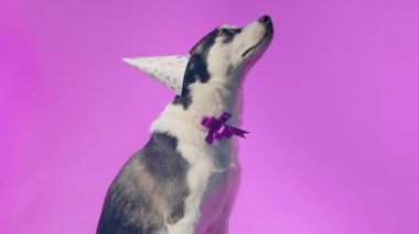 Doğum günü şapkası takıp stüdyoda pembe arka planda selam veren genç bir kurt.